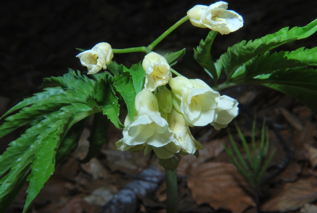 Cardamine kitaibelii / Dentaria di Kitaibel